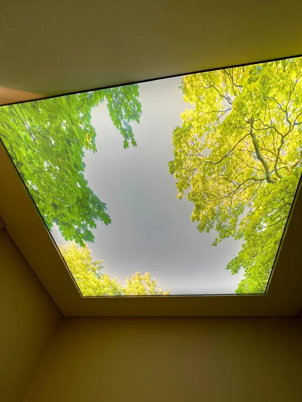 Green forest photoprint — ceiling installed, interior view