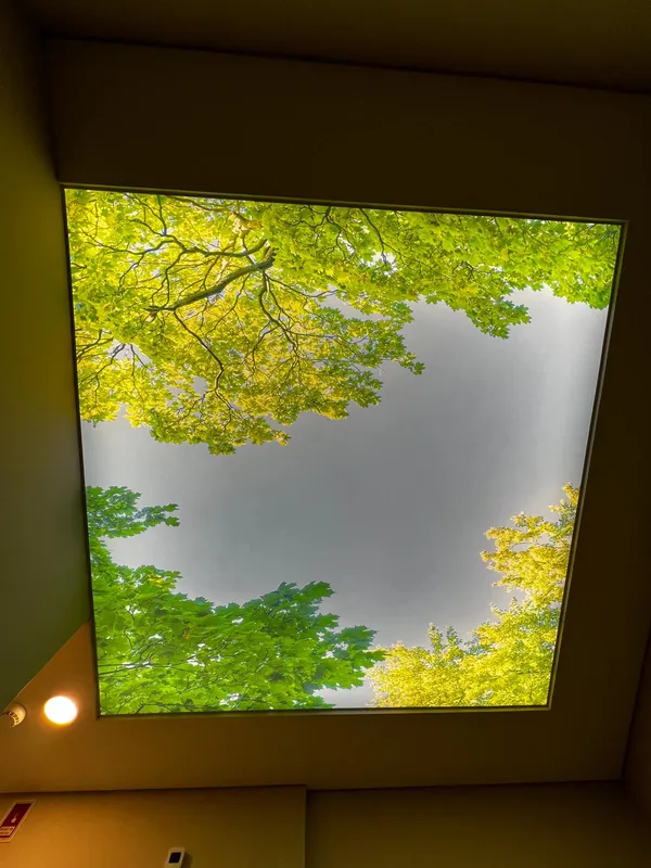 Green forest photoprint — residential room, natural light